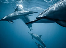 奇异果体育赛程-梅德维德夫迎总决赛生涯首胜 下手发球再现赛场